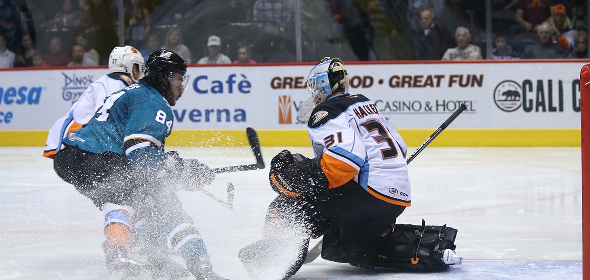 Barracuda Fall to Gulls